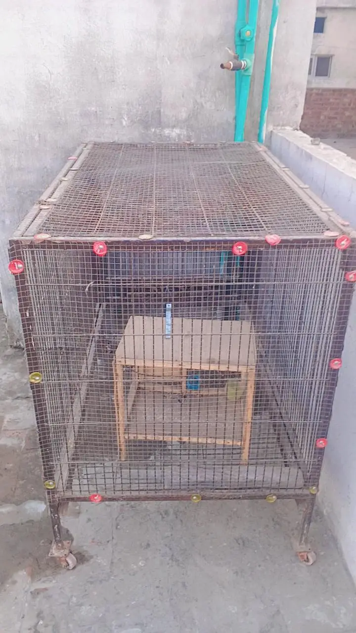 brand new bird's cage
