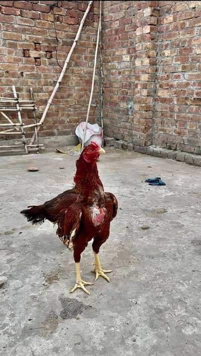 aseel mianwali