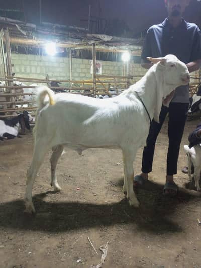 khasi bakra
