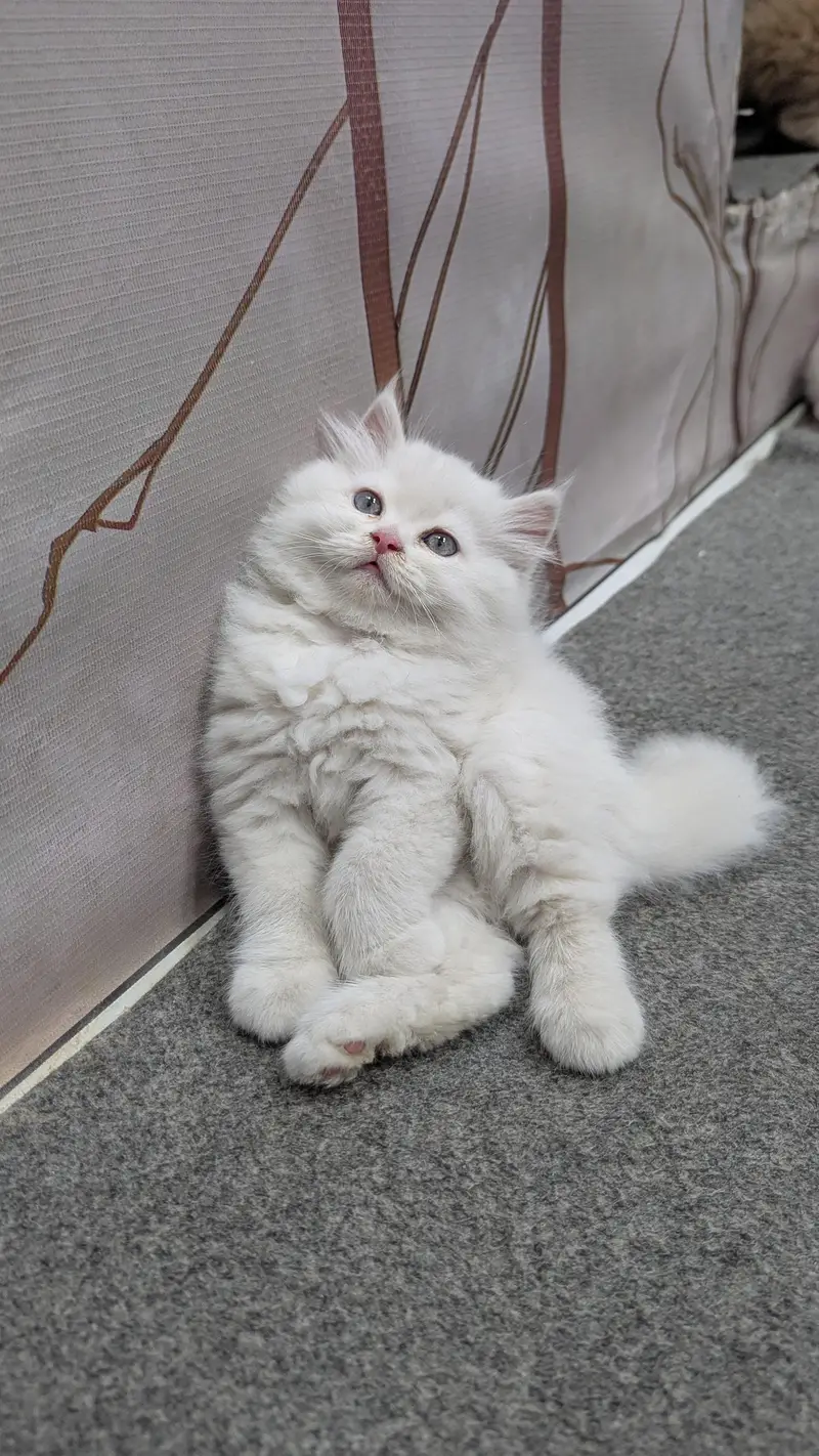 Persian Punch face triple coat cat Kitten — photo 2