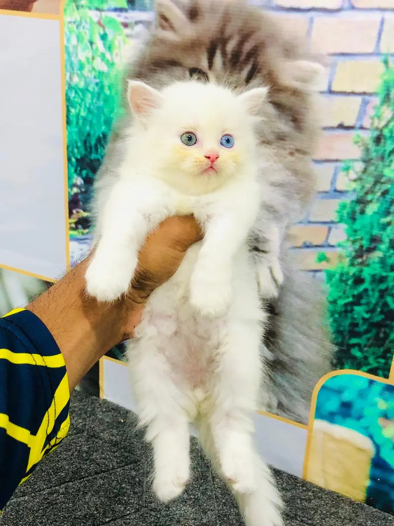 Persian Punch face triple coat cat Kitten — photo 7