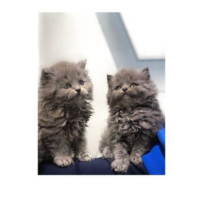 Persian Punch face triple coat cat Kitten