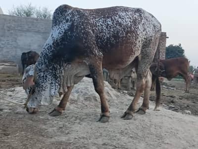 bull 190 kg