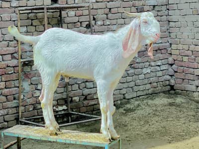 baqra bohat kobsort 03156649545