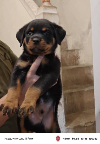 rottweiler puppies