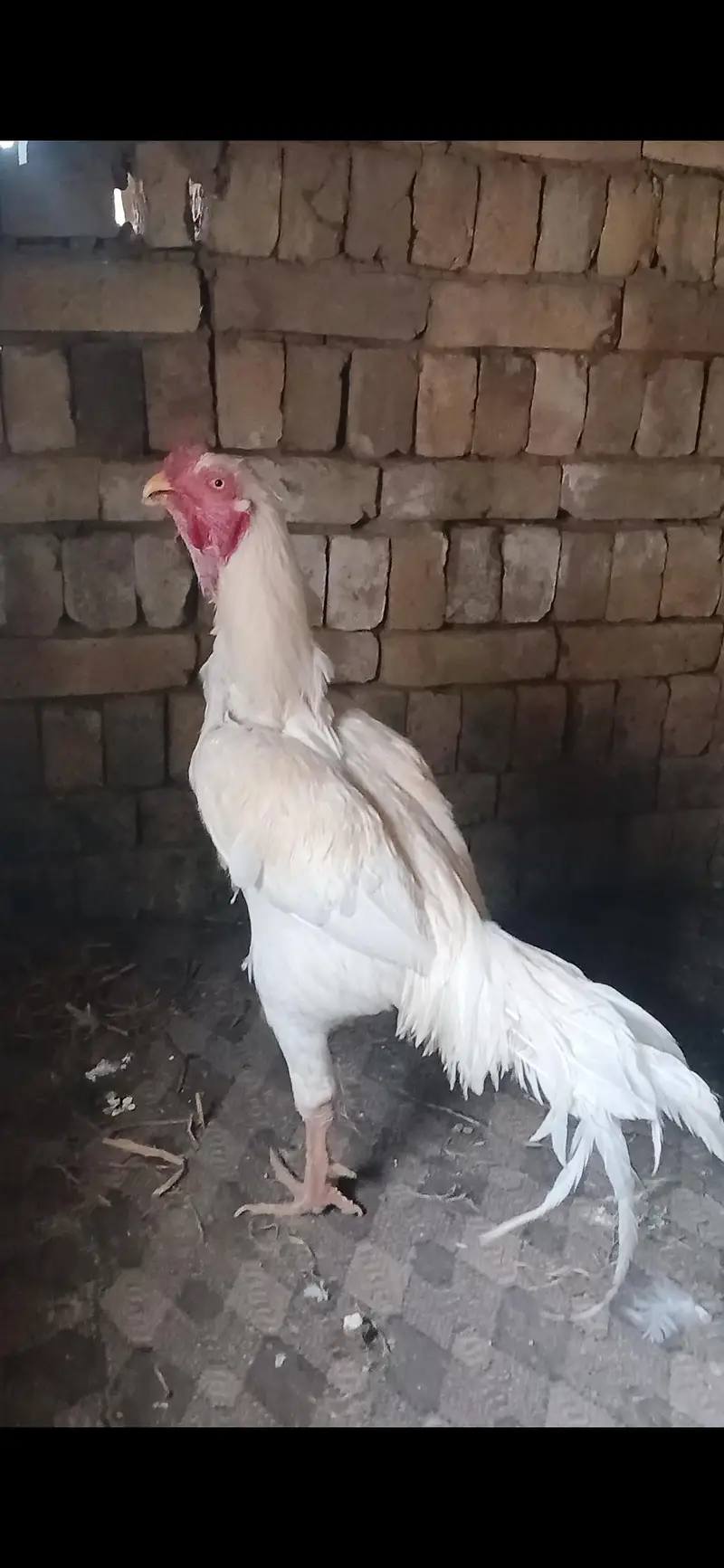 Aseel white heera — photo 2