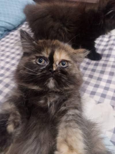 Pair for sale