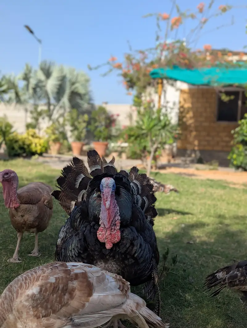 Turkey Breeder Jumbo Male — photo 2