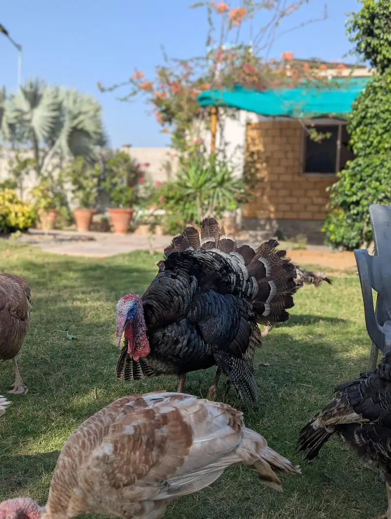 Turkey Breeder Jumbo Male — photo 3