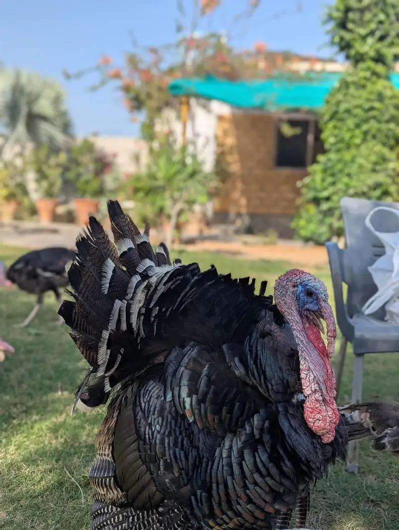 Turkey Breeder Jumbo Male — photo 4