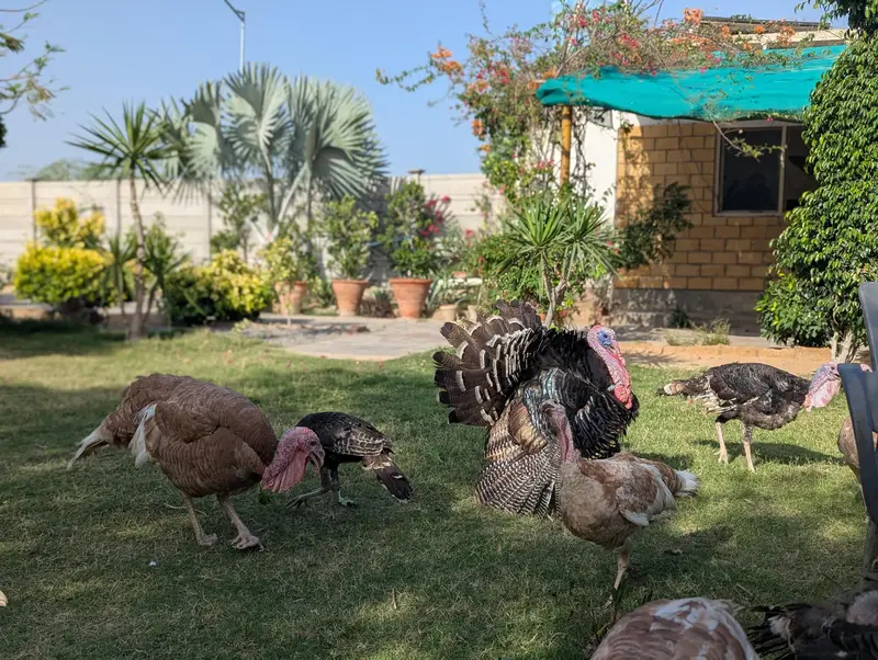 Turkey Breeder Jumbo Male — photo 5