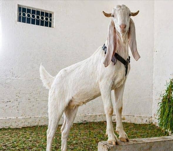 2 breeder bakray for sale Healthy aur Qurbani kaliyay best - Other ...
