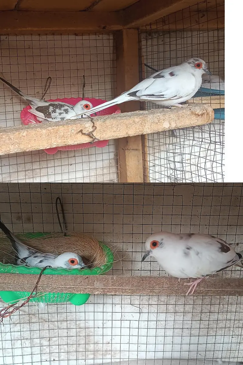 Common Pieds Diamond Dove — photo 2