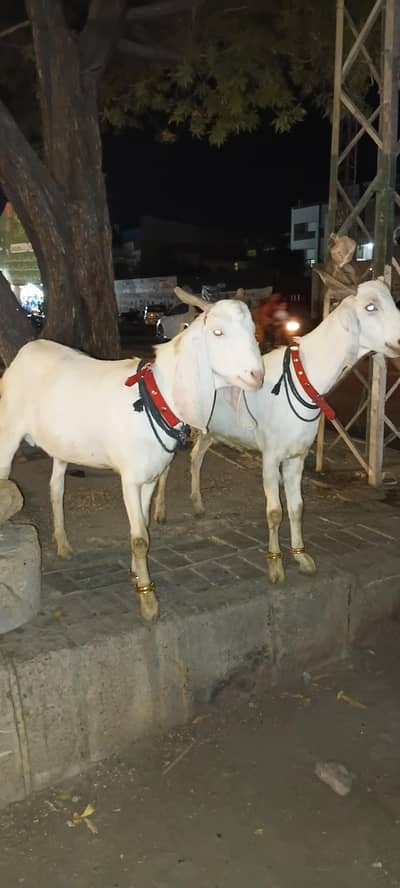2 Gulabi Pair