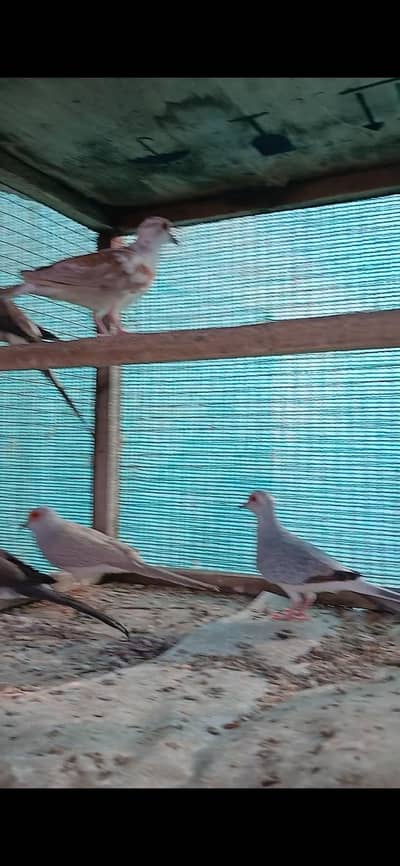 Diamond, Blue and Red Pied Dove Phata
