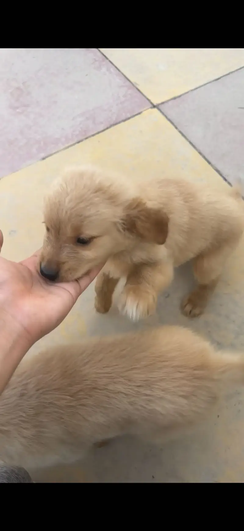 Golden Retriever 1 Puppy left - Thailand Imported pedigree Parents — photo 2