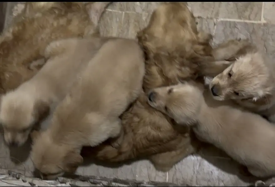 Golden Retriever 1 Puppy left - Thailand Imported pedigree Parents — photo 3