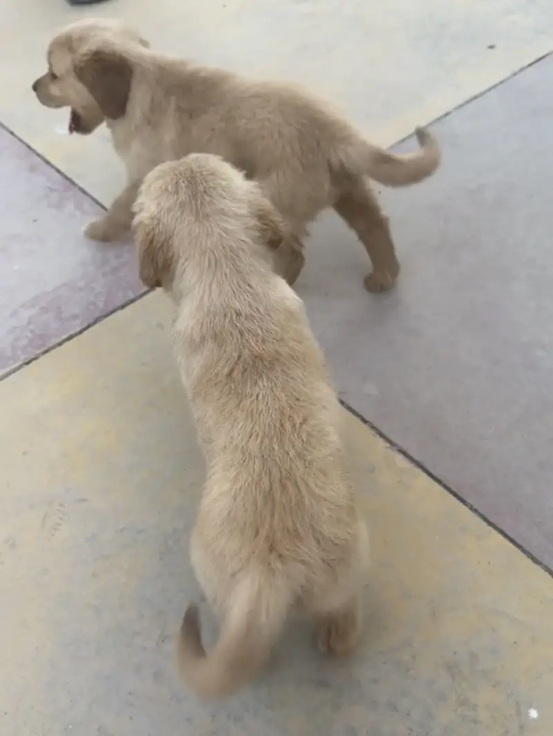 Golden Retriever 1 Puppy left - Thailand Imported pedigree Parents — photo 5
