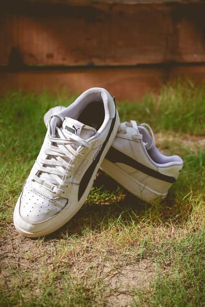 puma caven