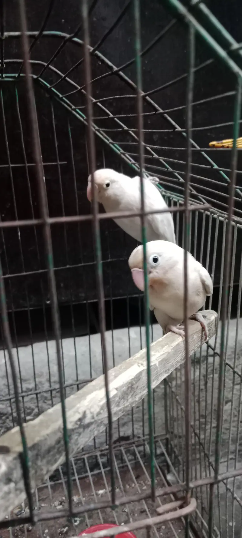 white love birds pairs active and healthy