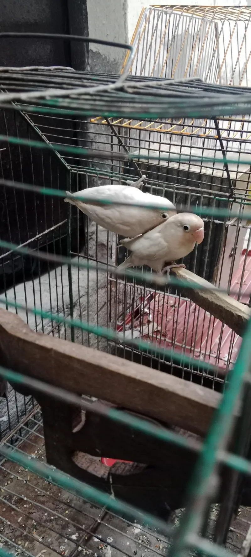 white love birds pairs active and healthy — photo 2