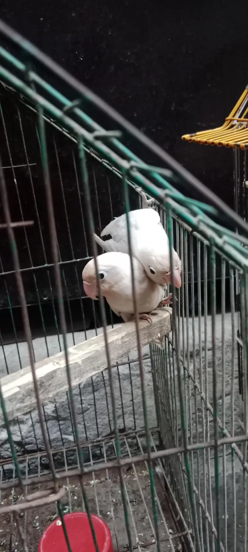 white love birds pairs active and healthy — photo 3