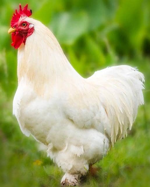 bantam pair 0
