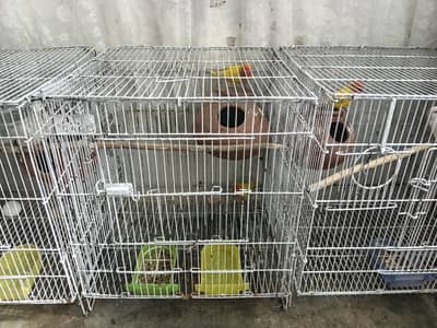 2 pairs of love bird