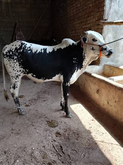 Reasonable qurbani k janwar