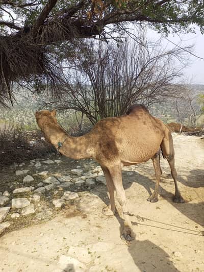 haldy camel for sell