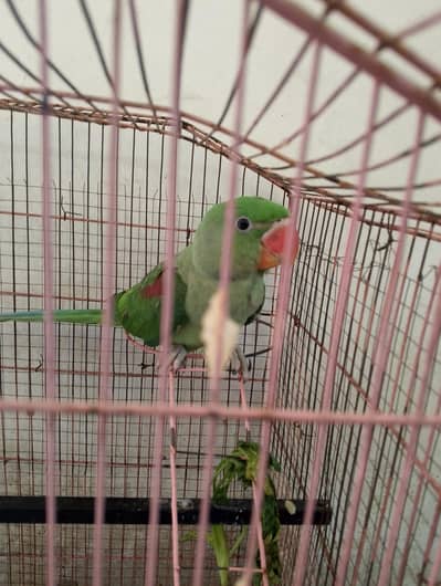 maidani raw parrot