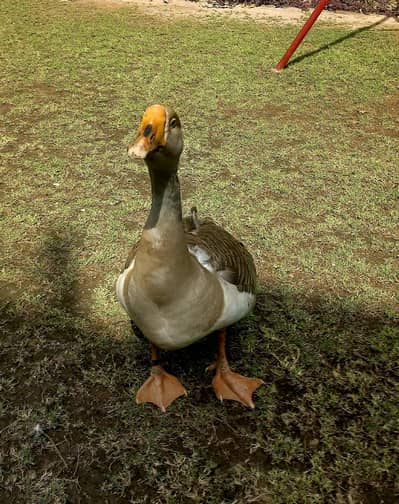 1 Pair of long neck 1 year breeder ducks available for sale