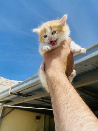 Persian triple coated male and femal kitten