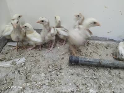 Heera Aseel chicks