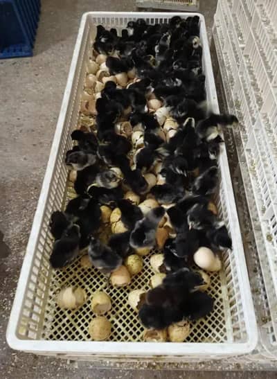 Australorp chicks | Black australorp chicks | pure australorp chicks