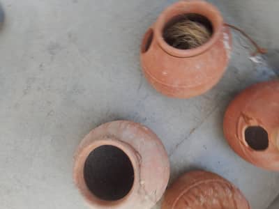 breeding matki