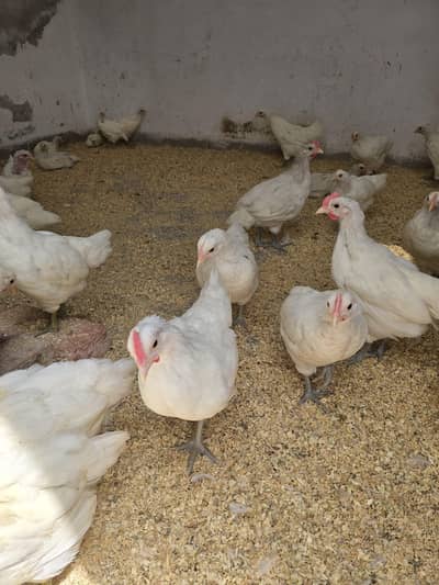 white Australorp heritage chicks | AUSTRALOP | HENS | chicks for sale