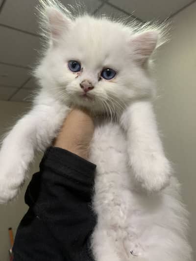 White persian cat with blue eyes