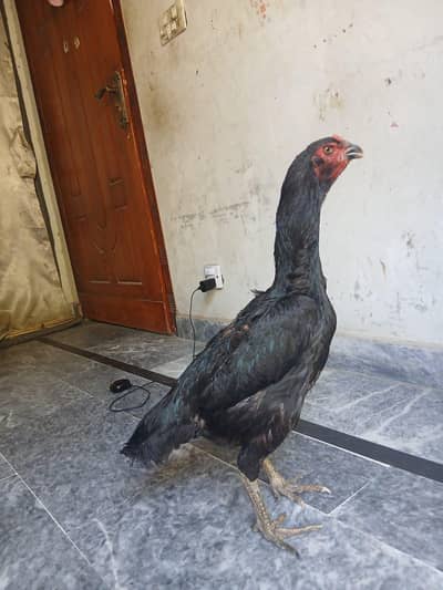 Shamo aseel egg laying