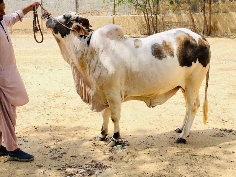 3 “Cholistani  Bachray – صحت مند اور مضبوط – 0