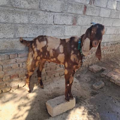 qurbani k ly tiyar  . 03367894720