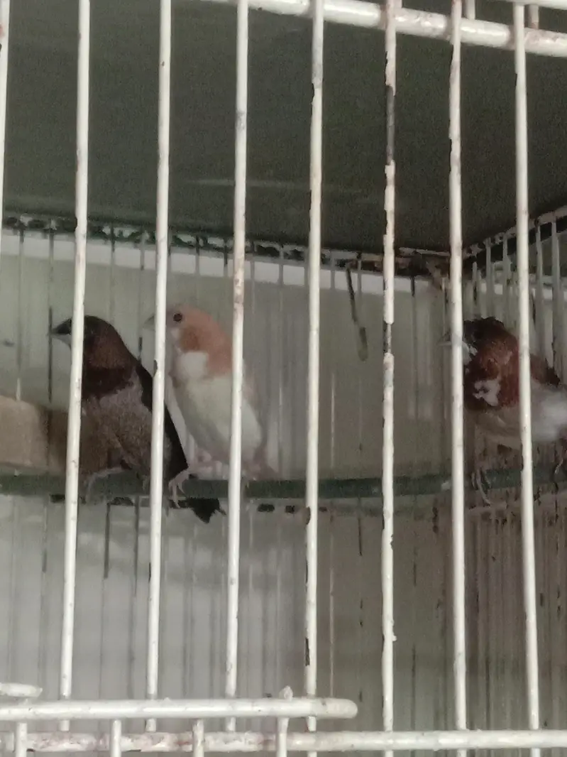3 piece forn java, 1 uro banglaies pair, 3 male red eye bajri — photo 4