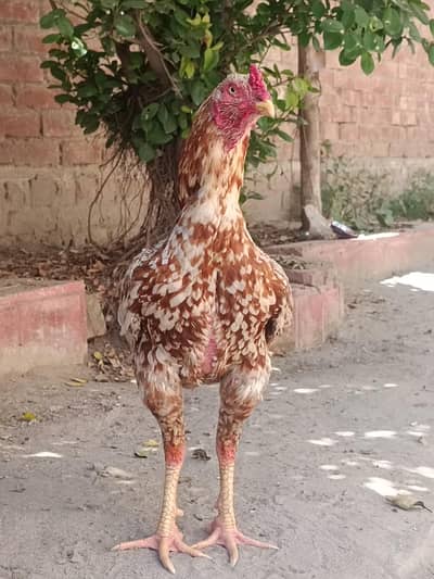Pure aseel chuzy (more info contact)