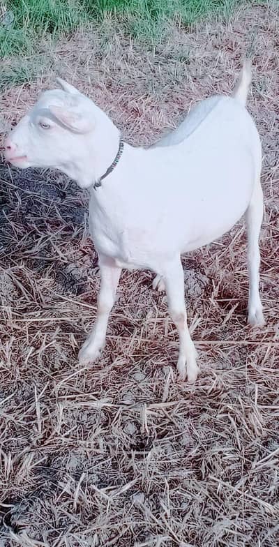 russian teddy bakra | gulabi teddy pragnent female| Bakri | بکری |Goat