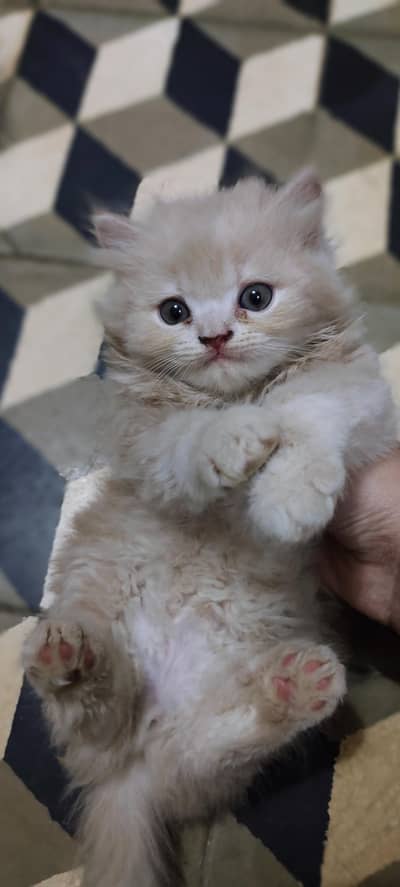 Persian kitten