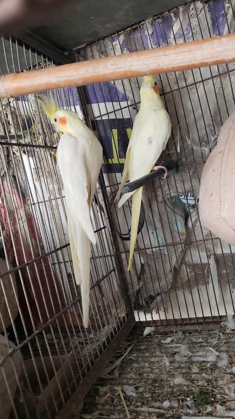 HEALTHY CREAM COCKATEIL  6PAIR WITH Cage CEL. 03002241852