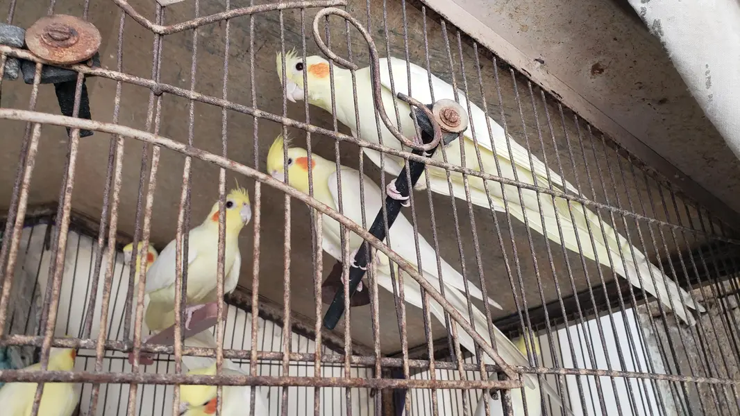HEALTHY CREAM COCKATEIL  6PAIR WITH Cage CEL. 03002241852 — photo 2