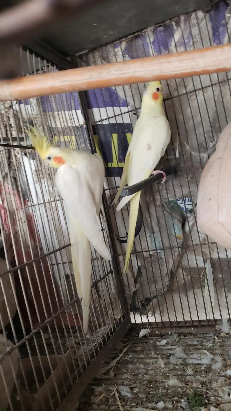 HEALTHY CREAM COCKATEIL  6PAIR WITH Cage CEL. 03002241852 — photo 7