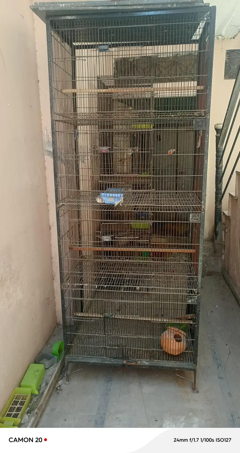 Birds Cage