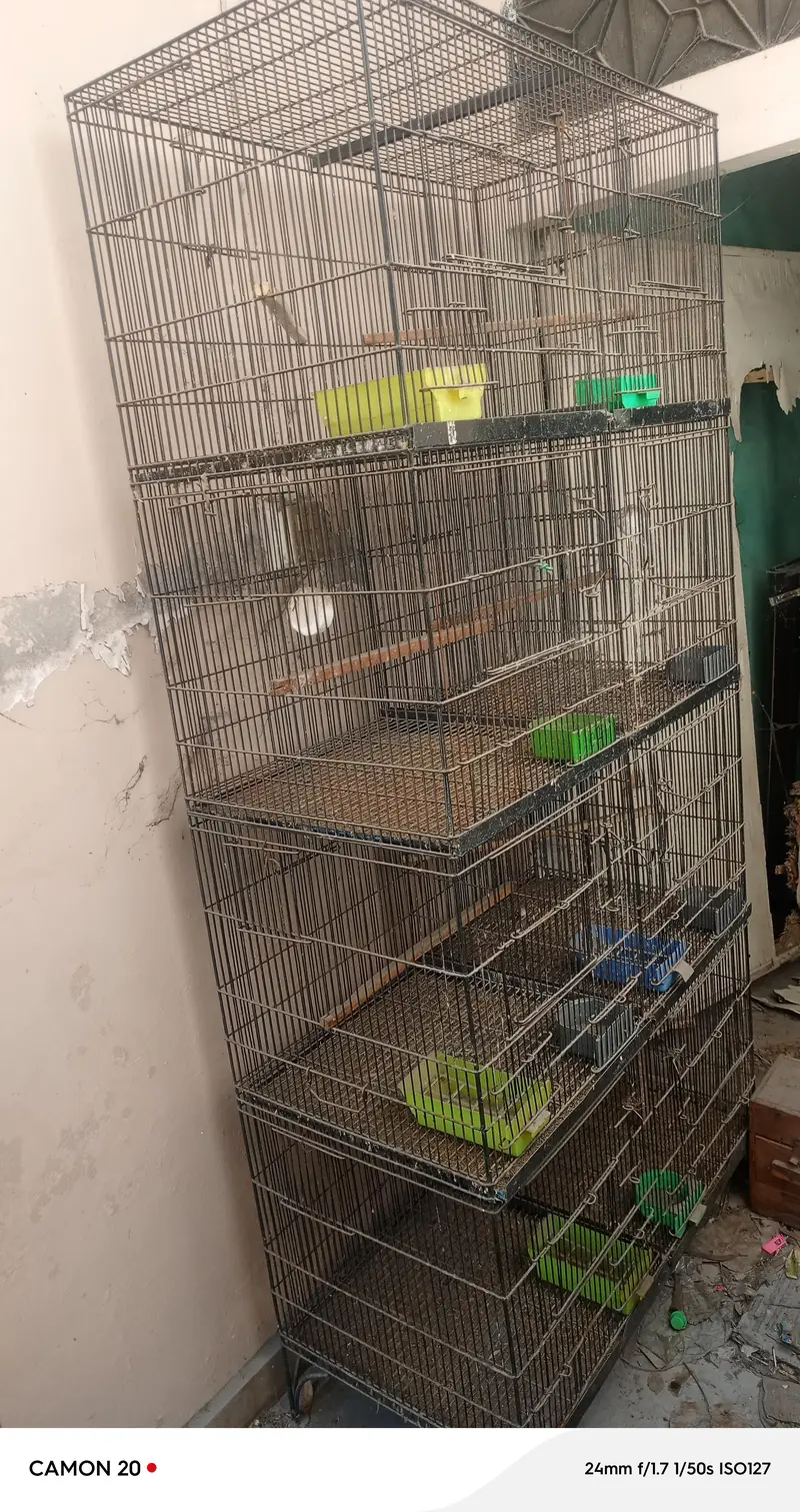 Birds Cage — photo 2